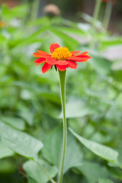 rote Blume