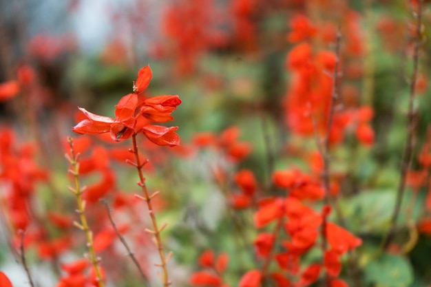 rote Blume