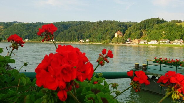 Foto rote blumen blühen am see gegen den himmel