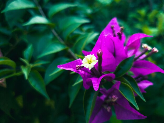 Rote Blumen blühen in einem Stadtpark in South Jakarta in Indonesien Asien