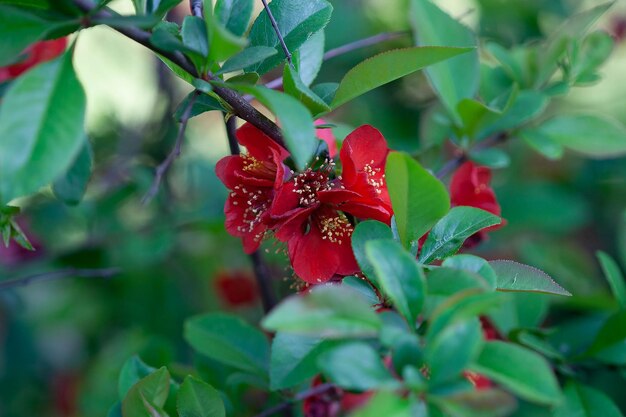 Rote Blumen der chinesischen Zierquitte