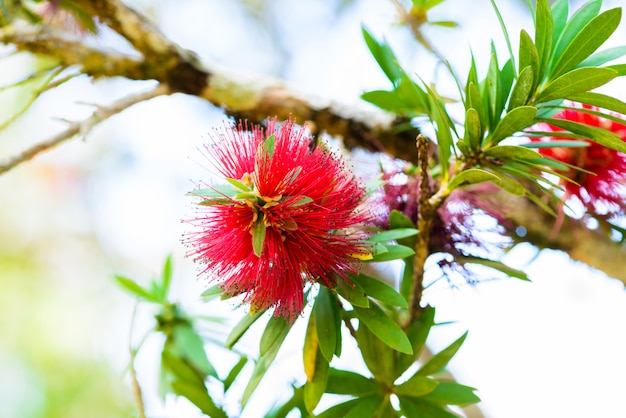 Rote Blumen des Flaschenbürstenbaums