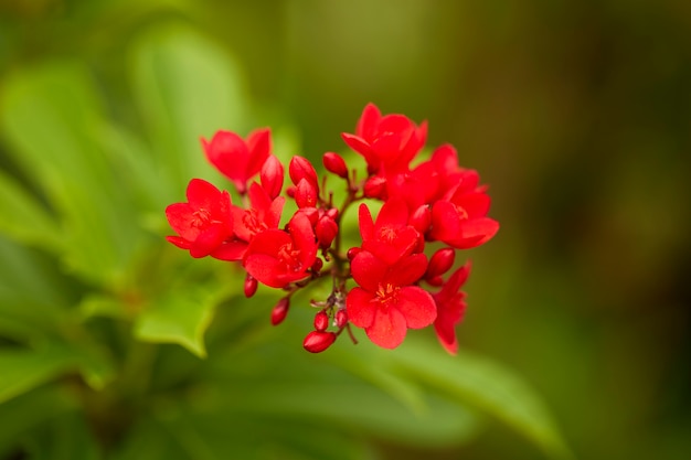 Rote Blumen im Garten im Freien