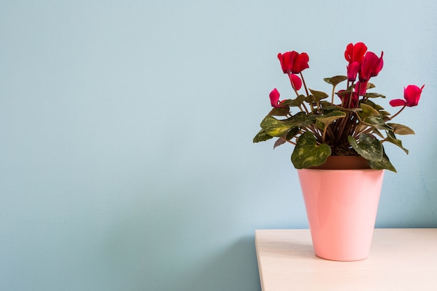 Rote Blumen im rosa Blumentopf mit blauer Wand. buntes abstraktes Hintergrundbeschaffenheit copyspace des Hauptinnenraums für Text