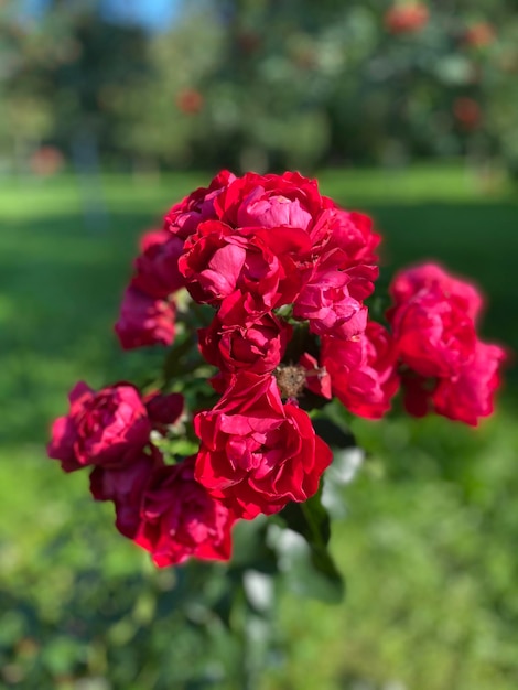 Rote Blumen im Sommergarten