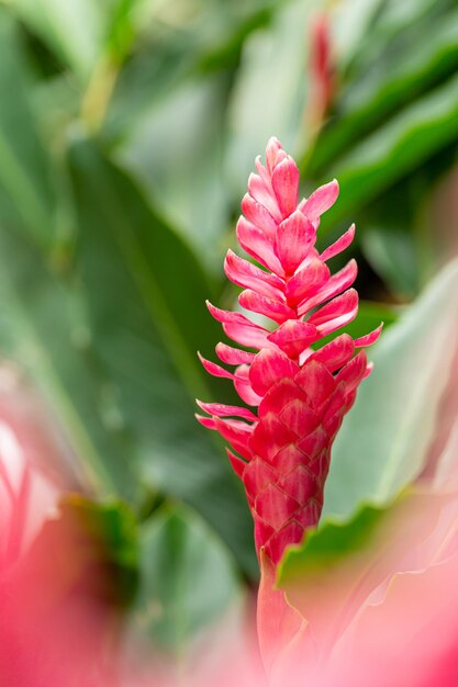 rote Blumen in der bewaldeten Blume im tropischen Garten