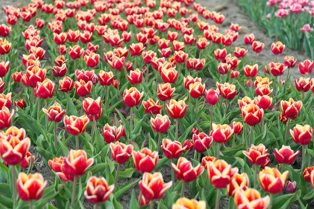 Rote Blumen mit schönem Gelb auf der Innenseite Bunte Feldtulpen Schöne helle Tulpenfelder Genießen Sie den Frühlingstag Niederlande Sightseeing Wirklich auffällige Blume mit erstaunlicher Farbkombination