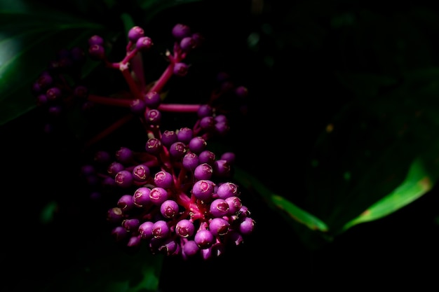 Rote Blumen sehen aus wie Trauben