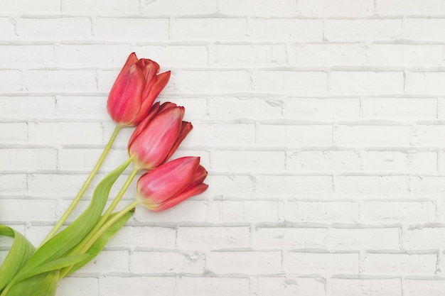 Rote Blumen Tulpen auf einem weißen Hintergrund der Mauer des Ziegels