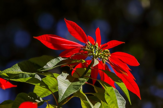 Foto rote blumen und blätter auf dem feld und im garten.