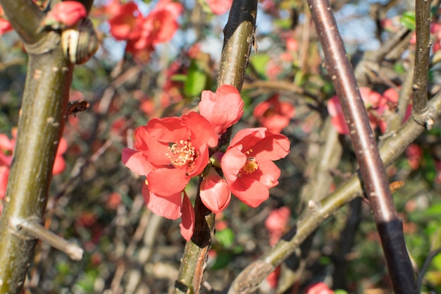 Rote Blumen von Superba im Frühling