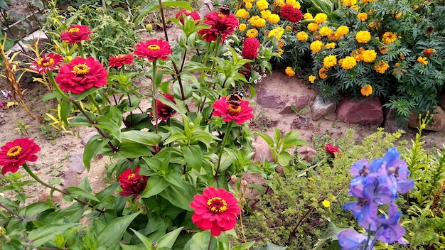 rote Blumen wachsen im Garten