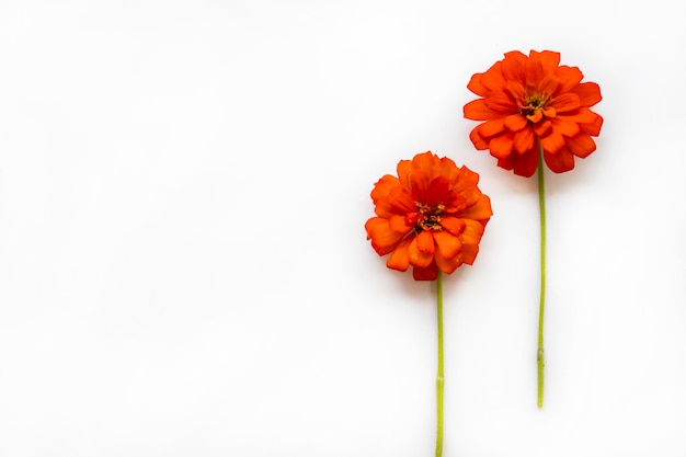 rote Blumen Zinnia elegans Anordnung flach im Postkartenstil