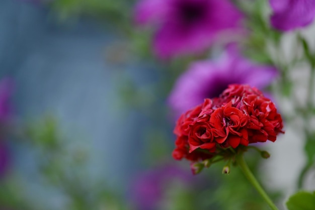 Rote Blumennahaufnahme auf einem grünen Hintergrund