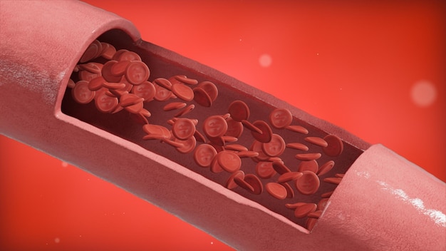 Rote Blutkörperchen Erythrozyten fließen in einer Arterie