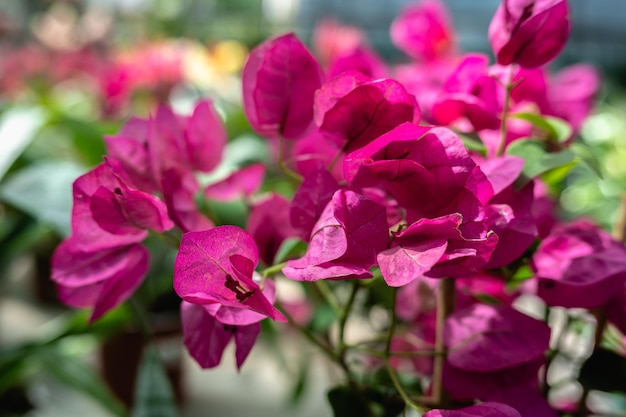 Rote Bougainvillea-Blume in der Natur