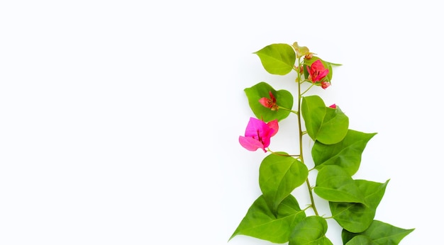 Rote Bougainvillea-Blume mit grünen Blättern