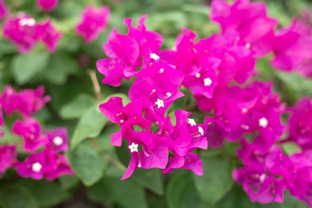 Rote Bougainvillea-Blumen aus nächster Nähe Tropische Blütenpflanzen schöner floraler Hintergrund