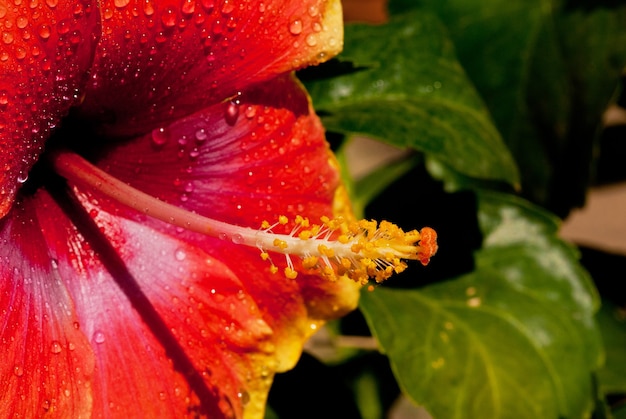 Foto rote bunte blume makroaufnahme