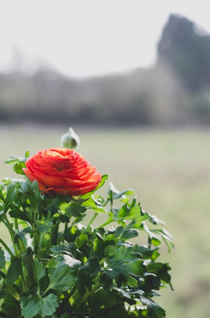 Rote Butterblume.