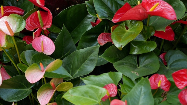 Rote Calla-Lilienblume dunkelgrüne Blätter elegante kastanienbraune Blumenblüte exotischer tropischer Dschungel-Regenwald stilvolle trendige botanische Atmosphäre natürliches lebendiges Grün Paradies ästhetische Aronstabpflanze