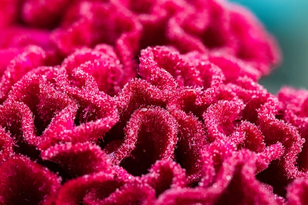 Foto rote celosia-blume in der gartennahaufnahme.