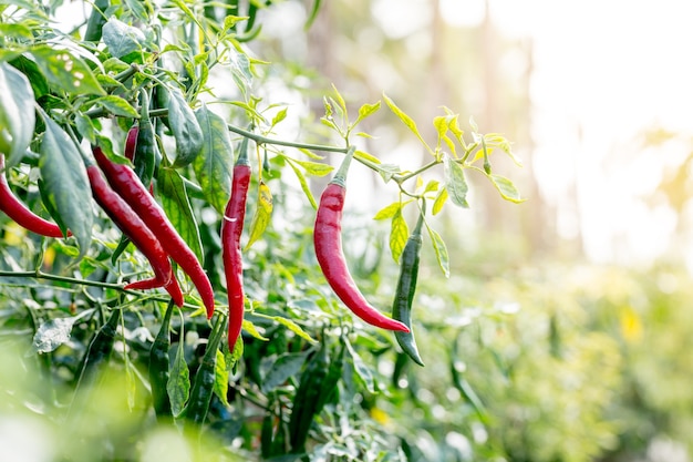 rote Chilis, die in asiatischen Plantagen wachsen Premium-Foto