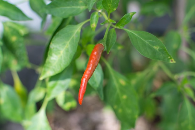 Rote Chilischote, die im Garten wächst