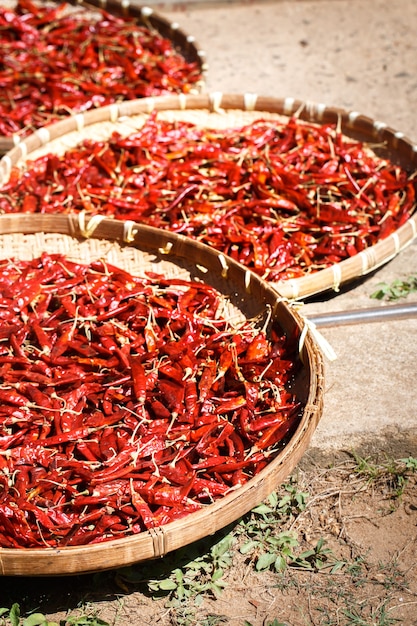 Rote Chilischote wird in großen Weidenkörben in der Sonne getrocknet