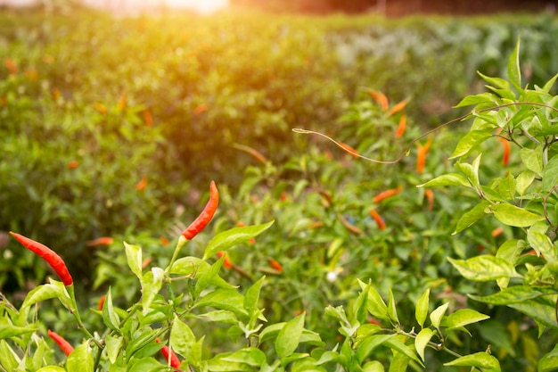 Rote Chilischoten im Bio-Gartenhof