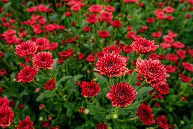 Rote Chrysantheme im Garten