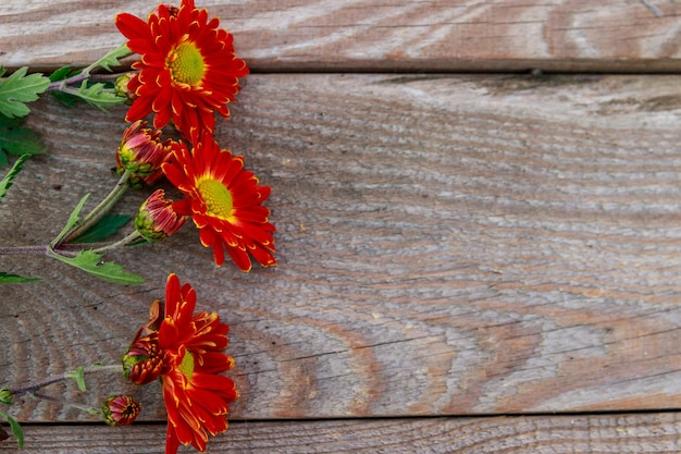 Rote Chrysanthemen auf hölzernem Hintergrund. Ansicht von oben, Textfreiraum