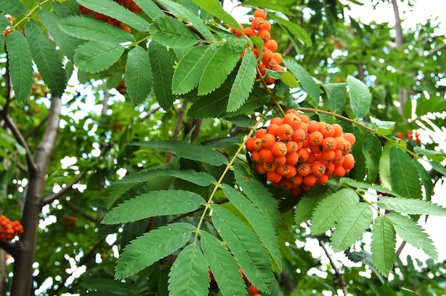 Rote Cluster von Rowan-Zweigen im Herbstgarten