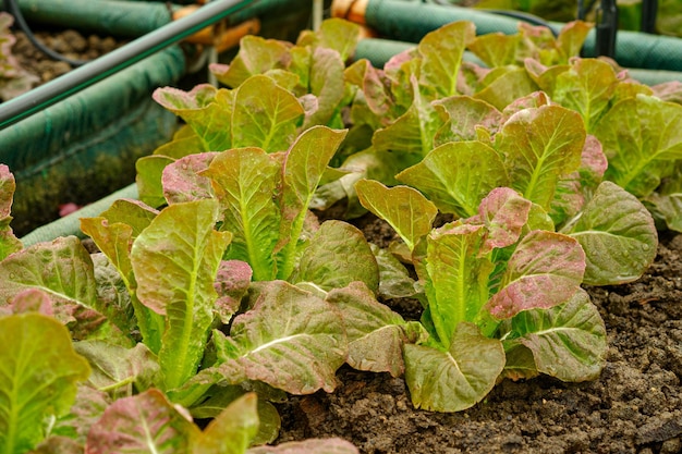 Rote Cos-Salat-Gemüseplantage in Bio-Bauernhöfen