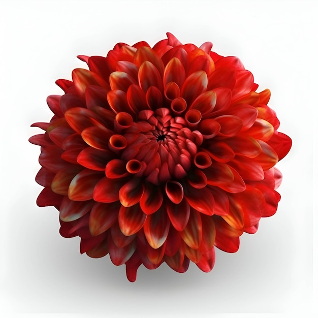 Rote Dahlia-Blumen auf weißem Hintergrund 3D-Render