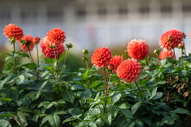 Rote Dahlien auf einer defocused Hintergrundnahaufnahme des selektiven Fokus