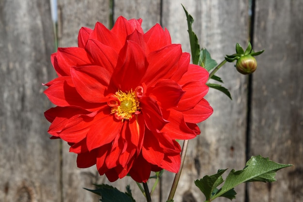 Rote Dahlienblume