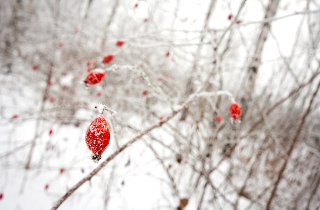 Rote Dogrose Beeren