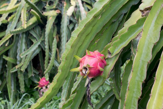 Rote Drachenfrucht auf Pflanze mit dem Nebel