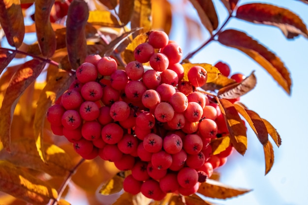 Rote Eberesche wächst auf dem Baum im Herbst