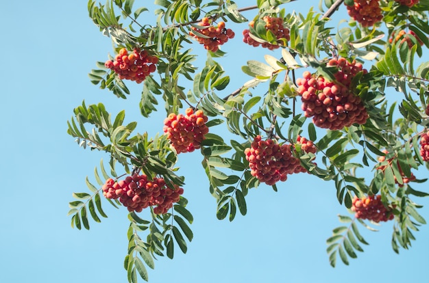 Rote Ebereschenbeeren auf einer Niederlassung. Reife Eberesche im herbstlichen Baum. Herbst saisonale Hintergrund.