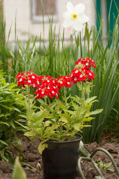 Rote Eisenkraut blüht in einem Plastiktopf im Garten Eisenkraut blüht mit Narzissen