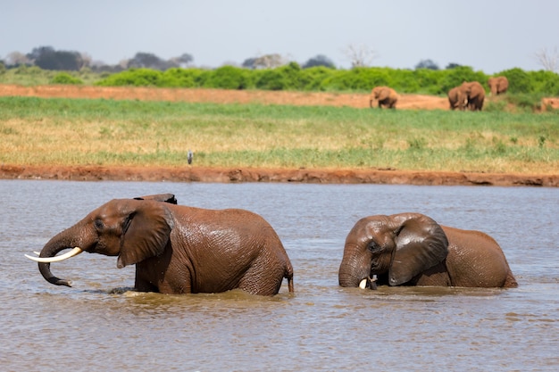 Rote Elefanten baden in einem Wasserloch mitten in der Savanne