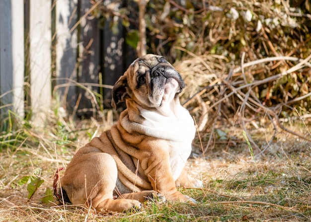 Foto rote englische britische bulldogge für einen spaziergang, der an sonnigem tag auf dem trockenen gras steht