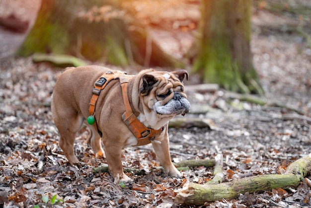 Rote englische britische Bulldogge in orangefarbenem Geschirr, die den Kopf schüttelt, um im Wald spazieren zu gehen