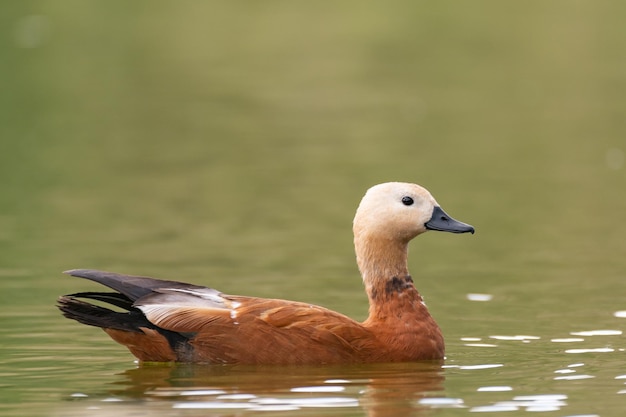 Rote Ente Tadorna ferruginea auf der Seeoberfläche.