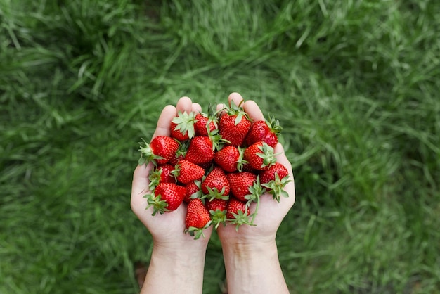 Rote Erdbeere in den Händen auf grünem Hintergrund Gesunde Vitaminbeere lokalisiert