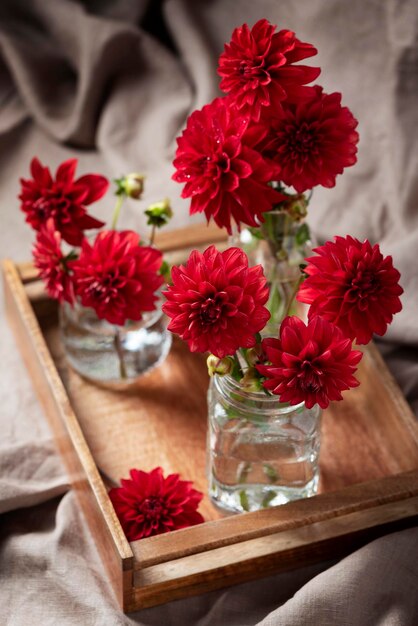 Rote erstaunliche Blumendahlien