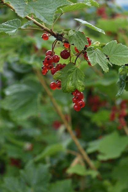 Rote Eschenbeeren auf grünen Zweigen