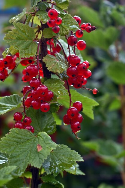 Rote Eschenbeeren im Garten